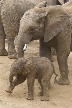 an adult elephant standing next to a baby elephant on a dirt ground with other elephants in the background