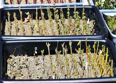 several trays filled with different types of plants in dirt and gravel, all lined up next to each other