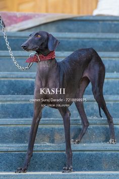 a black dog with a red collar standing on some steps