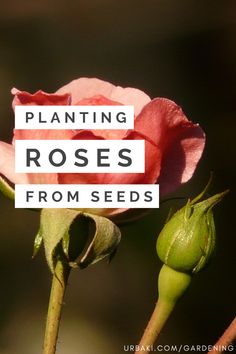 a pink flower with the words planting roses from seeds