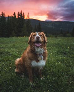 a brown and white dog sitting on top of a lush green field under a colorful sky