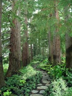 a stone path in the middle of a forest