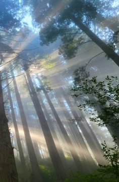 sunlight shining through the trees in a forest