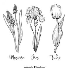 four different types of flowers are shown in this hand - drawn drawing style, including tulips and other flowers