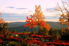 the trees are changing colors in the fall