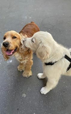 two dogs are playing with each other on the street, one has its nose to the other's ear