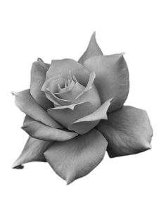 a black and white photo of a rose on a white background with the petals still attached