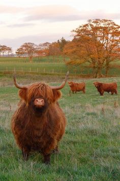 a herd of brown cows standing on top of a lush green field next to trees