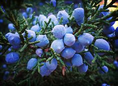 blue berries are growing on the branches of a pine tree in winter or early fall