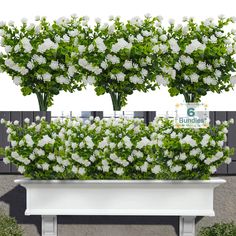 two white flowers are growing on top of a bench