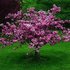 a tree with purple flowers is in the middle of some green grass and trees behind it