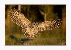 an owl flying through the air with its wings spread