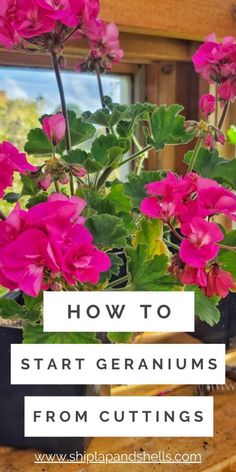 pink geraniums growing in a pot with text overlay how to start geranium from cuttings