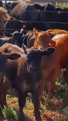 a herd of cattle standing next to each other on a lush green grass covered field