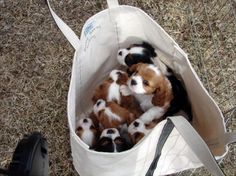 four puppies are in a bag on the ground