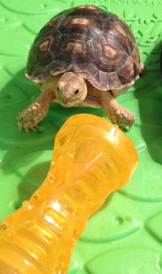 a small turtle sitting on top of a table next to a yellow plastic toy bottle