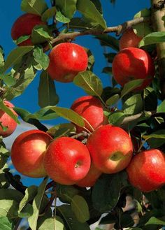 an apple tree filled with lots of red apples