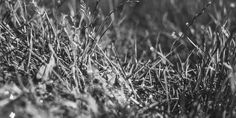 black and white photograph of grass with dew on the top, taken in an open field