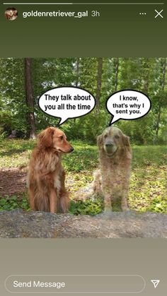 two dogs sitting in the grass with one saying they're talking to each other