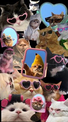 a collage of cats wearing sunglasses and hats with hearts shaped mirrors on the side