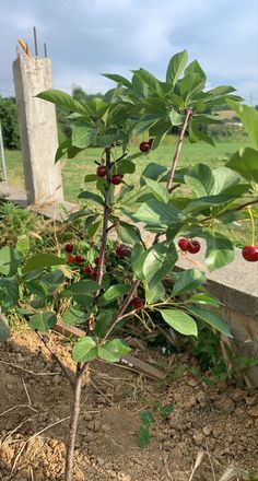 a small tree with fruit growing on it's branches in the dirt next to a cement block