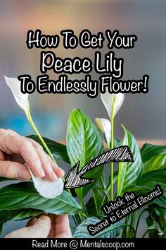 a person holding a plant with the words how to get your peace lily to endlessly flower