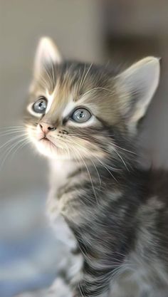 a small kitten with blue eyes looking up