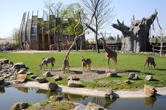 giraffes and antelopes in an enclosure at the zoo