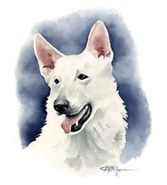 a watercolor painting of a white german shepherd dog with his tongue out and eyes closed