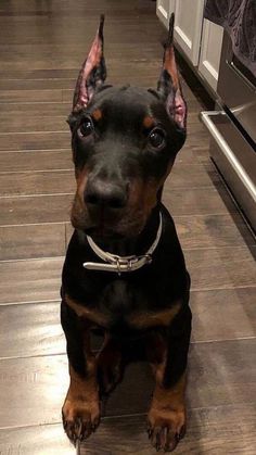 a black and brown dog sitting on top of a wooden floor