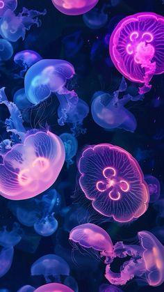 purple and pink jellyfish floating in the water