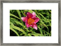 a pink flower in the grass framed print