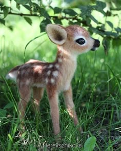 a small fawn standing in the grass with its eyes open and looking at the camera