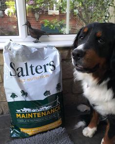 a dog sitting next to a bag of salt and pepper