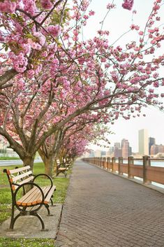 a wooden bench sitting next to a tree filled with pink flowers