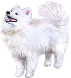 an illustration of a white dog with long hair