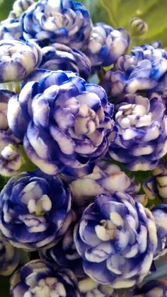 blue and white flowers with green leaves in the background