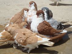 a group of birds sitting on top of a wooden bowl