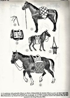 the diagram shows different types of horse saddles and harnesses, including bridles