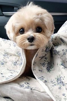 a small dog is wrapped up in a blanket