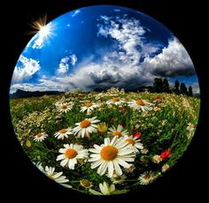 the sun shines brightly over a field full of daisies and wildflowers