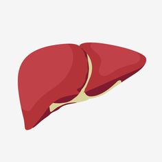 the liver is shown in red and yellow