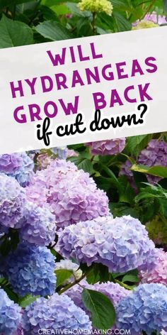 purple and blue flowers with text that reads will hydranas grow back if cut down?