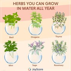 the different types of herbs you can grow in water all year round glass vases