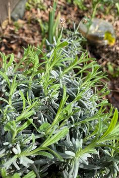 a close up of a plant with green leaves