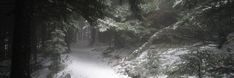 a snow covered path in the woods with trees