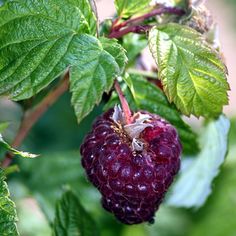 raspberries growing on the tree with green leaves