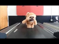 a small brown dog standing on top of a conveyor belt