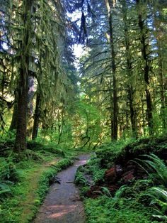 a path in the middle of a forest with lots of trees and ferns on both sides