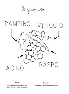 the diagram shows how to draw grapes in spanish